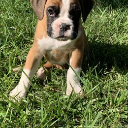 Boxer Puppies from Black Canyon Boxers