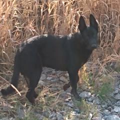 German Shepherds from Enchanted River Shepherd's