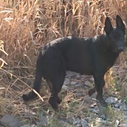 German Shepherds from Enchanted River Shepherd's