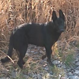 German Shepherds from Enchanted River Shepherd's