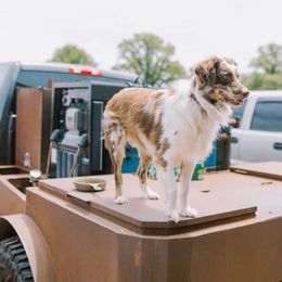 Gypsy - Miniature Australian Shepherd