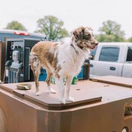 Gypsy - Miniature Australian Shepherd