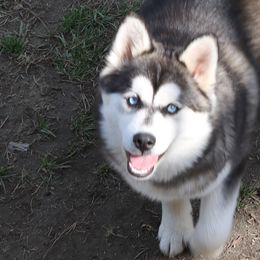 Buffy the Heart slayer - Gray and white Pomsky puppy in Norfolk, Virginia from 'Brick'House Couture Pomskies