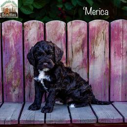 'Merica - Chocolate male Australian Labradoodle puppy in Cashmere, Washington from Mountain Home Doodles