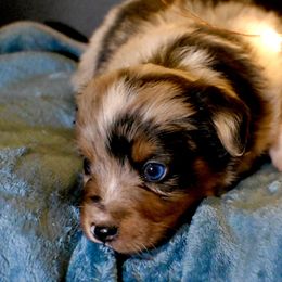 Mr. Talbot - Blue merle male Miniature American Shepherd puppy in Damascus, Oregon from Rebel Soul Minis