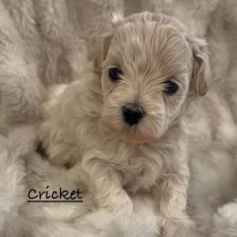 Cricket - Cream male Maltipoo puppy in Traverse City, Michigan from Riyem Wildflower Farms