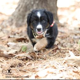Pearl Black Tri Female - Black tri female Miniature Australian Shepherd puppy in Nacogdoches, Texas from TK Standard, Mini, & Toy Aussies