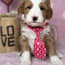 Gray-noodle - Red male Bernedoodle puppy in Yuciapa, California from AlltheDoodlez_