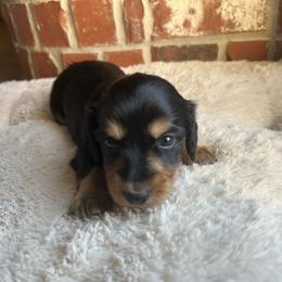 Alvie - Black and tan male Dachshund puppy in Edmond, Oklahoma from Mini Browne Dachshunds