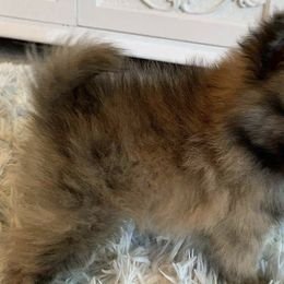 Pomeranians from Bianca's Pomeranians