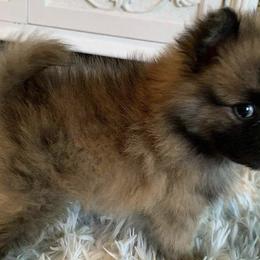 Pomeranians from Bianca's Pomeranians