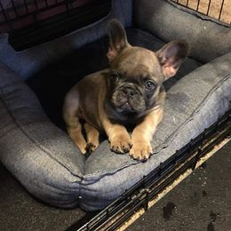 French Bulldog Puppies from 4 Leaf Frenchies