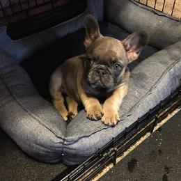 French Bulldog Puppies from 4 Leaf Frenchies
