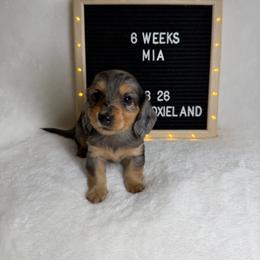 Mia - Dapple female Dachshund puppy in Dickinson, Texas from Beth’s Doxieland