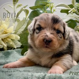 Pearl - Blue merle female Australian Shepherd puppy in Petersburg, Indiana from Royal Aussie’s