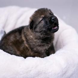 German Shepherd Puppies from Reign Land