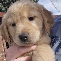Golden Retriever Puppies from Rodgers Retrievers