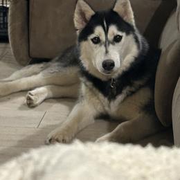 Gabbie - Siberian Husky