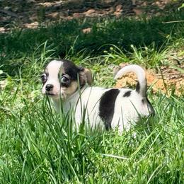 Cole AKC - Black and tan male Chihuahua puppy in Seneca, Missouri from Stephanie’s Puppy Colony