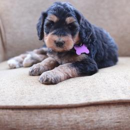 Purple collar female - Phantom female Bernedoodle puppy in Scottsboro, Alabama from Dixie Land Doodles