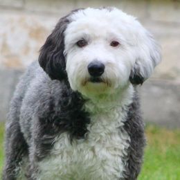 Poppy - Sheepadoodle