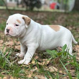 Faith - White female American Bulldog puppy in Pace, Florida from Genesis American Bulldogs