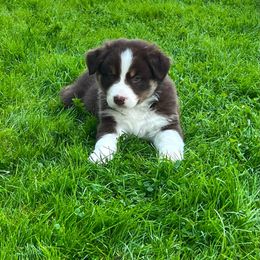 Australian Shepherd Puppies from Aussies Of Circle H