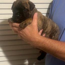Voodoo - Fawn brindle male Bullmastiff puppy in South Attleboro, Massachusetts from Bessettes Bullies