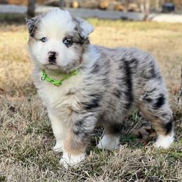 Boy 3 - Blue merle male Australian Shepherd puppy in Hartville, Missouri from Stamper K9’s