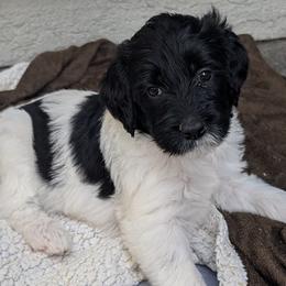 Girl 2 - female Double Doodle puppy in Chula Vista, California from South Bay Double Doodles