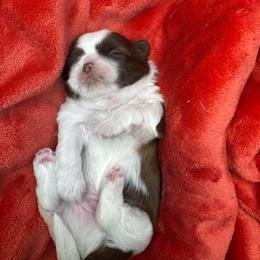 Reese's - Liver and white male Shih Tzu puppy in Hermiston, Oregon from Butterfly Shih Tzu Pups