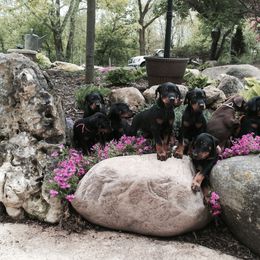 Doberman Pinscher Puppies from Laurel Vail