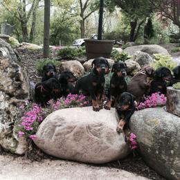 Doberman Pinscher Puppies from Laurel Vail