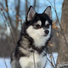 Maise - Pomsky