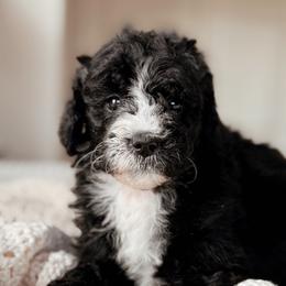 Cascade, Girl - Black and white female Bernedoodle puppy in Maricopa, Arizona from Desert Ridge Doodles