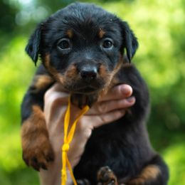Impact - Black and rust male Beauceron puppy in Medina, Ohio from Beaucerons Des Vents