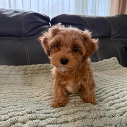 Baxter - male Cavapoochon puppy in Mt. Pleasant, Iowa from Platinum Premier Puppies