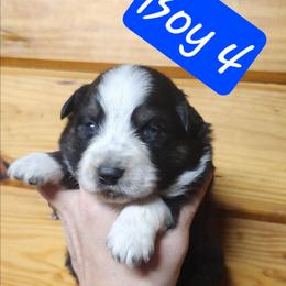 Boy 4 - Black tri male Miniature Australian Shepherd puppy in Hampton, Tennessee from TC Farms Stock Dogs - Miniature Australian Shepherds