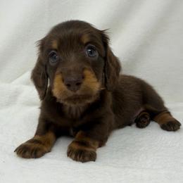 Prince - Chocolate and tan male Dachshund puppy in Pulaski, Tennessee from Billboard Doxies
