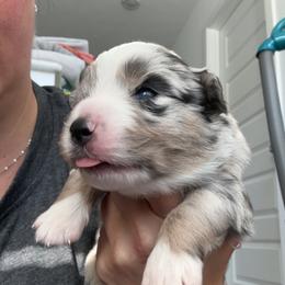 Big Hoffa - Blue merle male Miniature Australian Shepherd puppy in Greenwood, Indiana from Above All Aussies