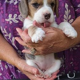 Bonny - Blue tan and white female Beagle puppy in Jerome, Missouri from Beam's Beagles