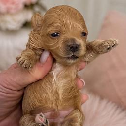 Boy - Apricot male Maltipoo puppy in San Diego, Temecula, Ontario, California from Yorkie & Maltese Royalty