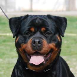 Ultima - Rottweiler