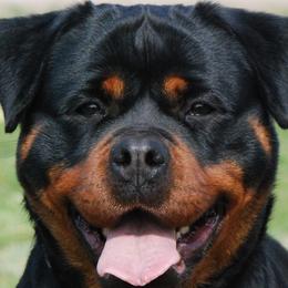 Ultima - Rottweiler