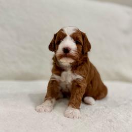 Cookie girl - Red  female Goldendoodle puppy in Rio Linda, California from Plush Doodles