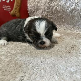 Blue and white boy - Blue and white male Shih Tzu puppy in Newark, Ohio from Gemini Kennels