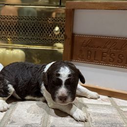 Gravy - Brown male Lagotto Romagnolo puppy in Chicago, Illinois from Midwest Lagotto Romagnolo