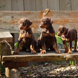 Doberman Pinscher Puppies from Laurel Vail