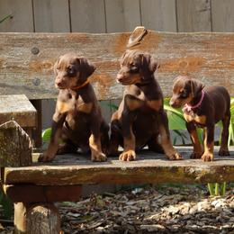 Doberman Pinscher Puppies from Laurel Vail
