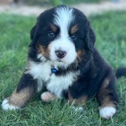 Boy - Black rust and white male Bernese Mountain Dog puppy in Payson, Utah from Red Bridge Berners